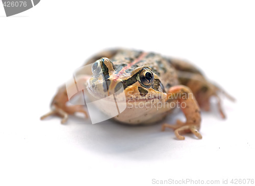 Image of tasmaniesis frog