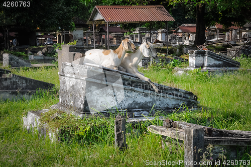 Image of Two goats in cemetery