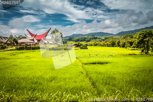 Image of Large field of grass