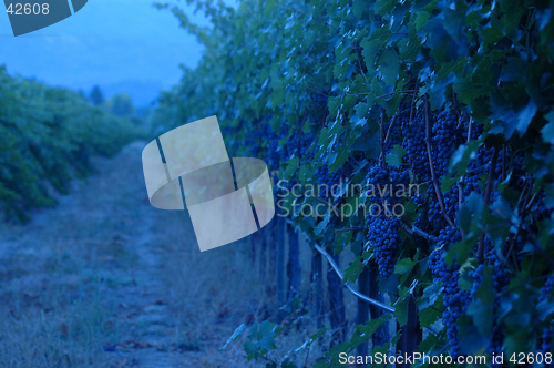 Image of Evening in the Vineyard