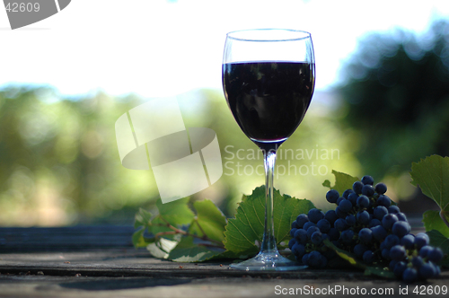Image of Glass Of Vino