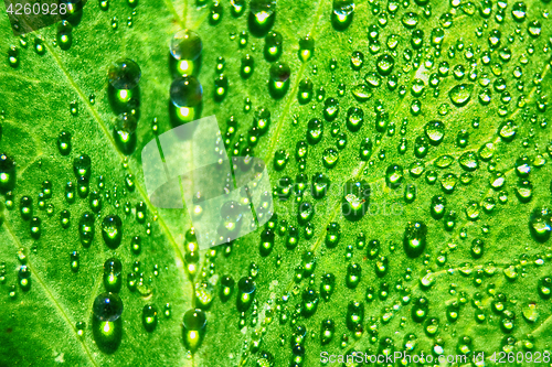 Image of water drops background