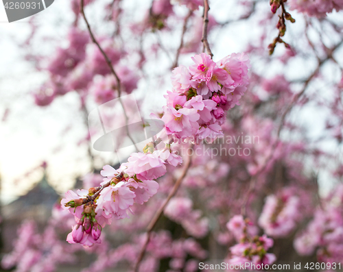 Image of blooming sakura tree