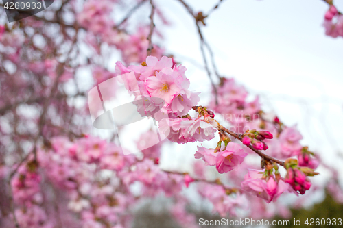 Image of blooming sakura tree