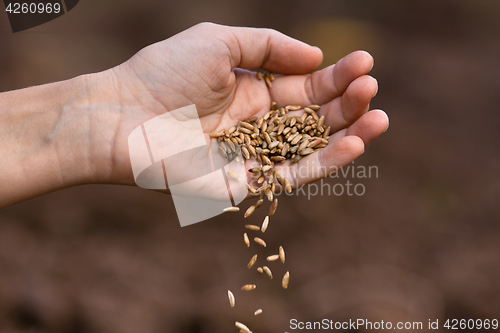 Image of hand pouring ripe rye grain