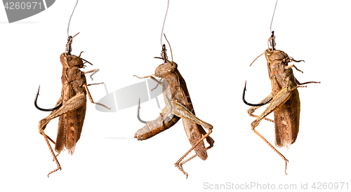 Image of set of fishing hooks with grasshoppers