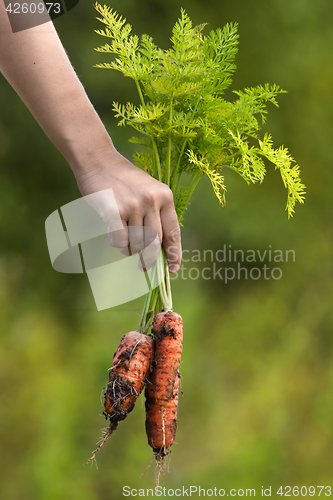 Image of hand with freshly harvested carrots