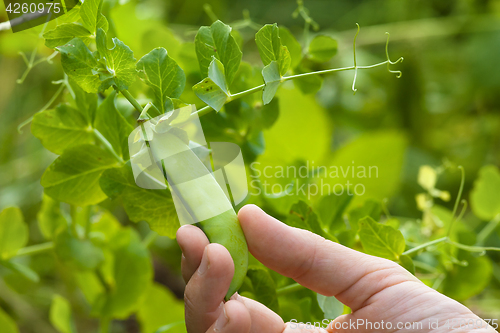 Image of hand picking pod of peas in the garden