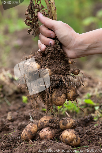 Image of digging bush potato