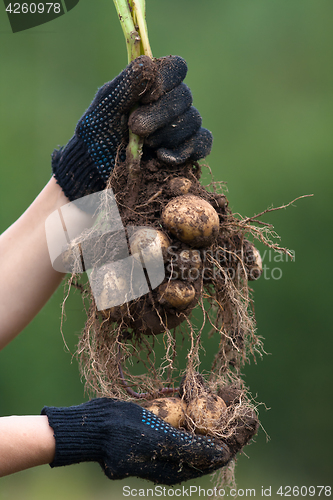 Image of hands in gloves holding digging bush potato