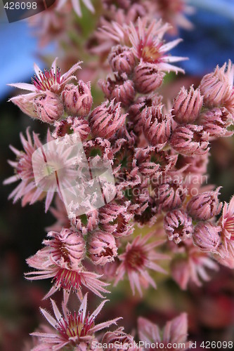 Image of Sedum