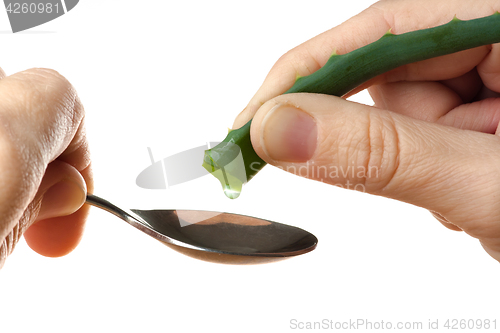 Image of hand squeezing the juice out of a aloe vera into spoon