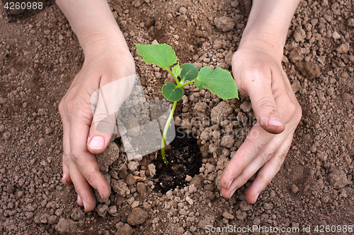 Image of hands planting cucumber seedling
