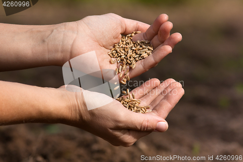 Image of hands pouring rye grains, closeup