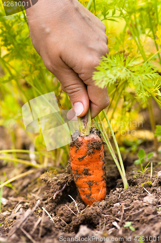 Image of hand pulling carrot in vegetable garden