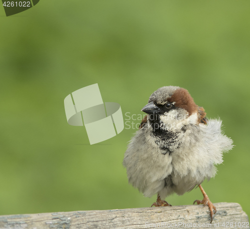 Image of House sparrow