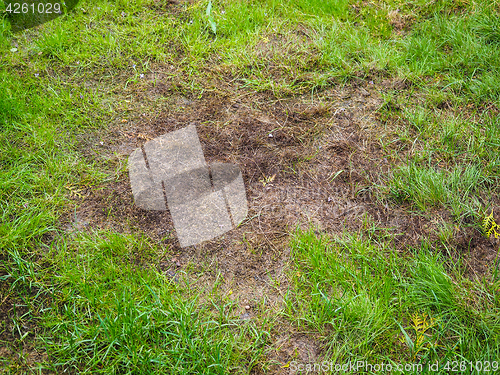 Image of Burnt grass after moss attack during winter, fresh green grass r