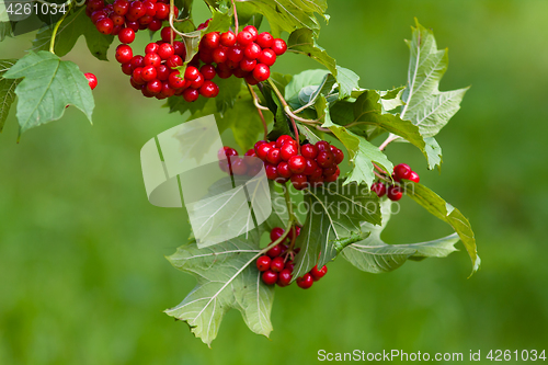 Image of branch of red viburnum