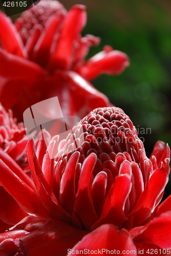 Image of Red Flower