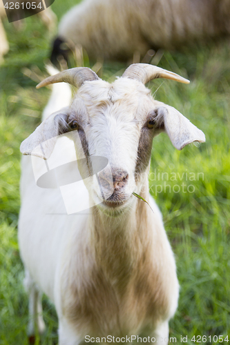 Image of Billy goat