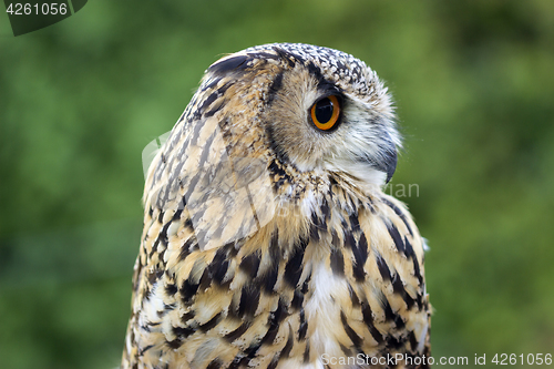 Image of Eagle Owl