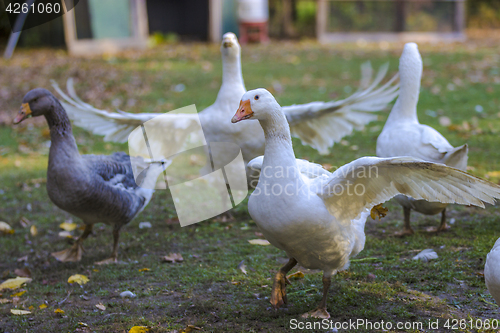 Image of Geese in outdoor enclosure