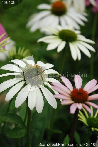 Image of Flower