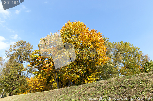 Image of yellowed maple trees in the fall