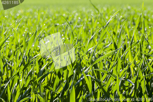 Image of Field with cereal