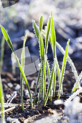 Image of green wheat in a frost