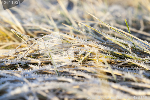 Image of green grass in the frost