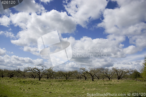Image of Orchard