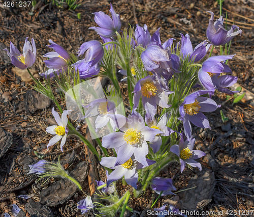 Image of First spring flowers in the pine forest Sleep-grass or lumbago