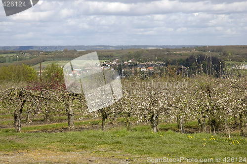 Image of Orchard