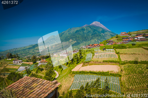 Image of Life around Mount Merbabu