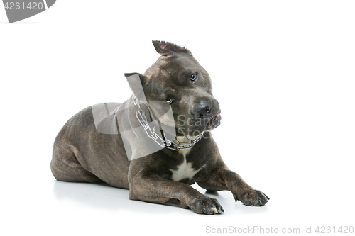 Image of Beautiful amstaff dog