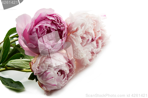 Image of Beautiful peony flowers