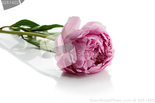 Image of Beautiful peony flower