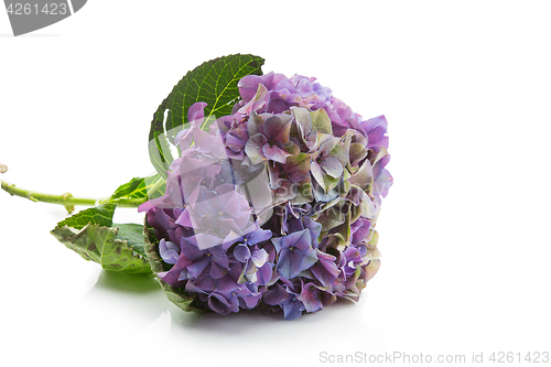 Image of Beautiful hydrangea flower