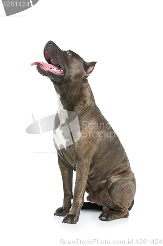 Image of Beautiful amstaff dog