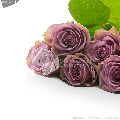 Image of Beautiful tea rose flowers