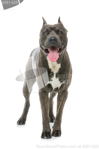 Image of Beautiful amstaff dog