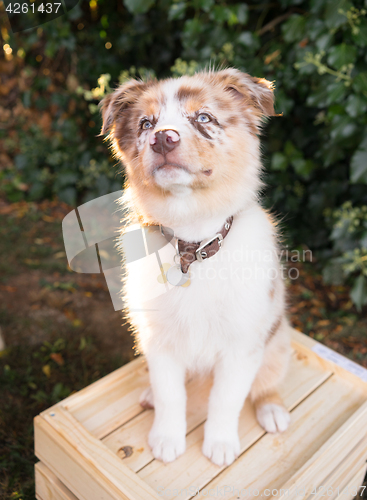 Image of Purebred Australian Shepherd Puppy Stands on Wooden Crate
