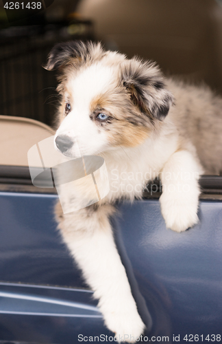 Image of Purebred Australian Shepherd Puppy Leans Out Car Window