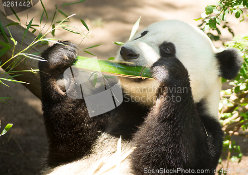 Image of Endangered Animal Wildlife Giant Panda Eating Bamboo Stalk