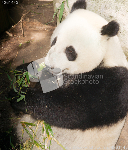 Image of Endangered Giant Panda Eating Bamboo Stalk