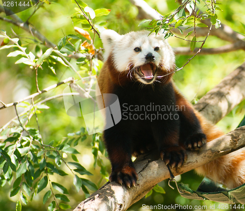 Image of Red Panda Wild Animal Panting Stands Tree Limb