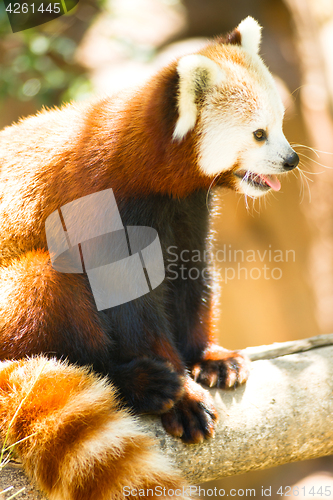Image of Red Panda Wild Animal Resting Sitting Tree Limb