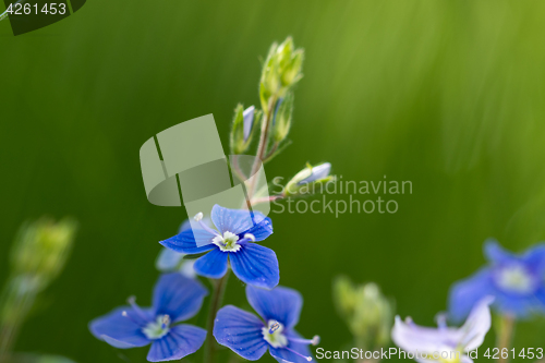 Image of Tiny blue summer flower