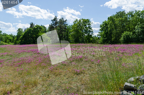 Image of Field with purple flowers